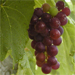 grapes from Bulgaria